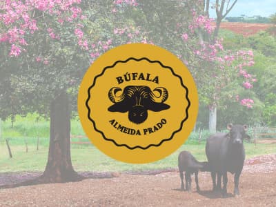 Búfala Almeida Prado